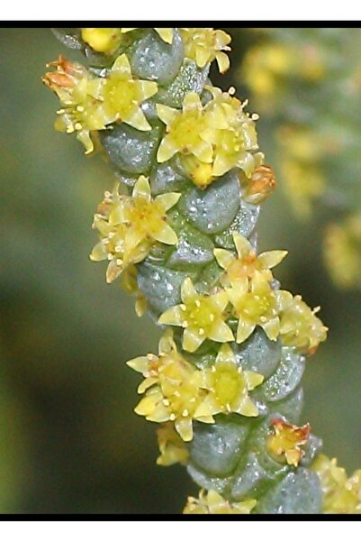SukuLand Crassula Lycopodioides özel tür sukulent 5,5cm saksıda