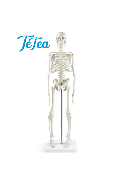 TeTea Анатомична отливка Глава, човешки скелет 45 см