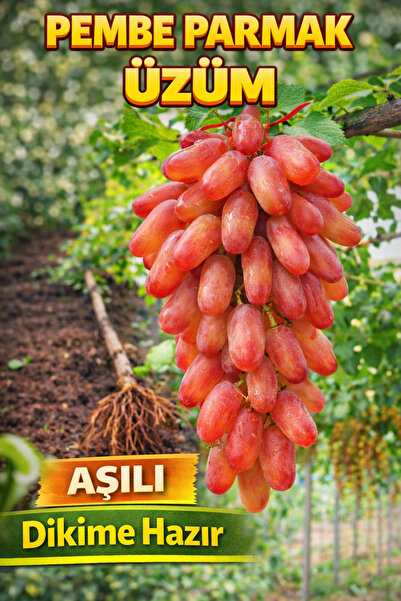 ÇİÇEKFLİX Aşılı Pembe Parmak Üzüm Fidesi 15-20cm Hazır Tutmuş Açık Kök