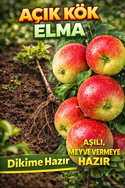 ÇİÇEKFLİX Amasya Elma fidesi  2 YAŞ ( AŞILI )fidanı 50cm  AÇIK  KÖKLÜ  DİKİME...