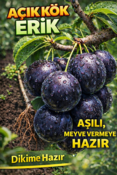 ÇİÇEKFLİX Siyah Erik Fidesi 2 Yaş ( Aşılı )fidanı 100-120 Cm Açık Köklü )diki...