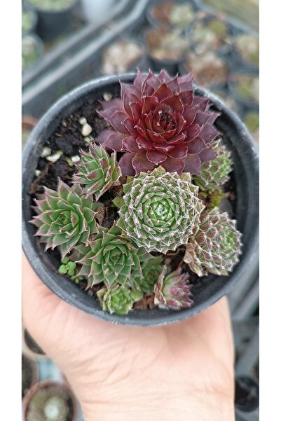 PLANTİS BOTANİK Sempervivum MİX 9cm saksılı sukulent