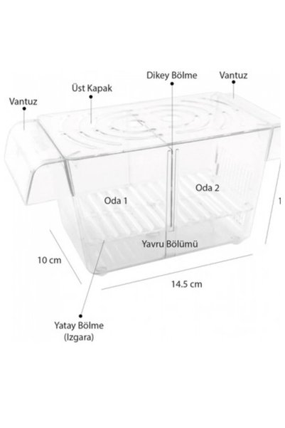 derlifbeysu yld Guppy Baby Fish (2-Eyed) Aquarium Moli Pilati Swordtail Baby Fish 2-Eyed
