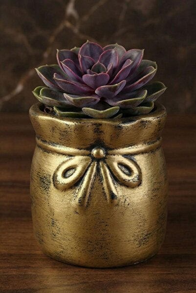 Evene Saksı Dekoratif Saksı Kaktüs Saksısı Sukulent Saksısı Küçük Saksı Model...