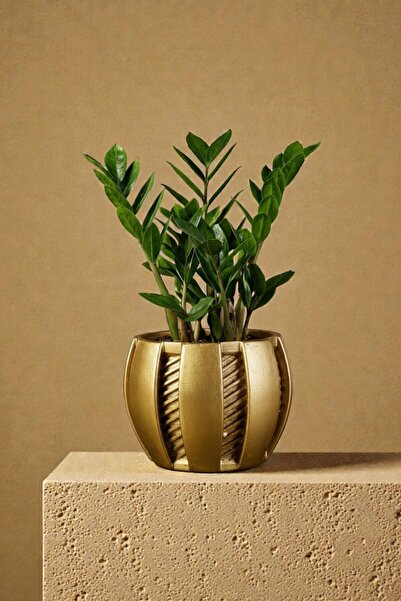 Evene Saksı Dekoratif Saksı Kaktüs Saksısı Sukulent Saksısı Küçük Saksı Model...