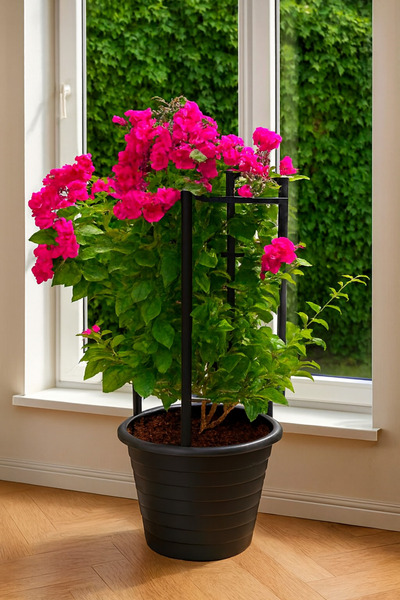 Generic Bougainvillea Plant 60-80 CM