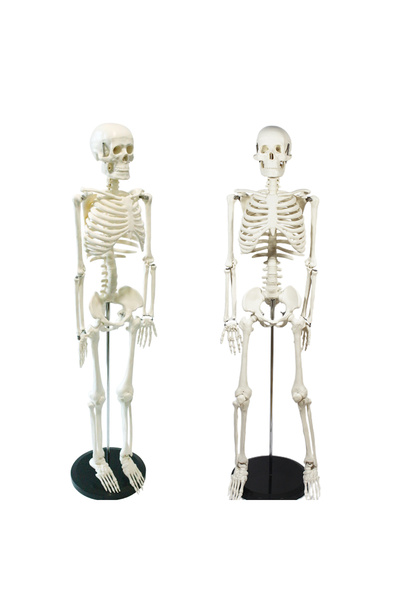TeTea Mulaj de anatomie Tetea, scheletul uman 45 cm