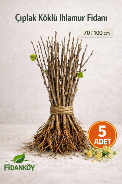 FİDANKÖY İHLAMUR FİDANI 5 ADET ÇIPLAK KÖKLÜ