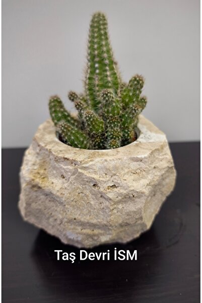 Taş Devri İSM Travertine Cactus and Succulent Flower Pot.