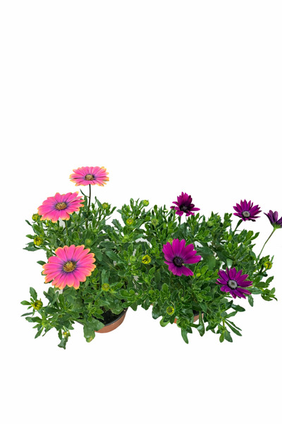 Ernaz Bitki Dünyası Bodrum Papatyası - Osteospermum 2 Adet (Rastgele Renk)