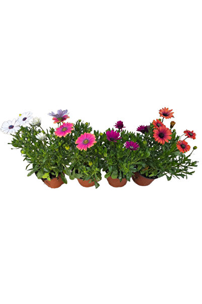 Ernaz Bitki Dünyası Bodrum Papatyası - Osteospermum 4 Adet (Rastgele Renk)