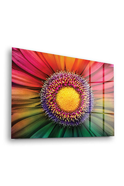Decovetro Tablou din sticlă Curcubeu Daisy