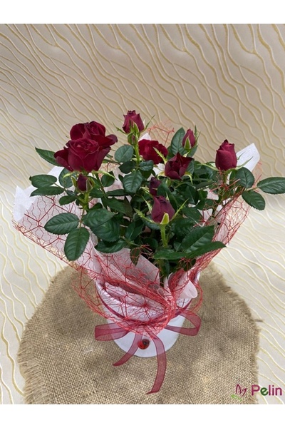 Önderler Kırmızı Yediveren Aşılı Gül Fidanı İthal ve Saksıda Gerçek Resim (Şa...