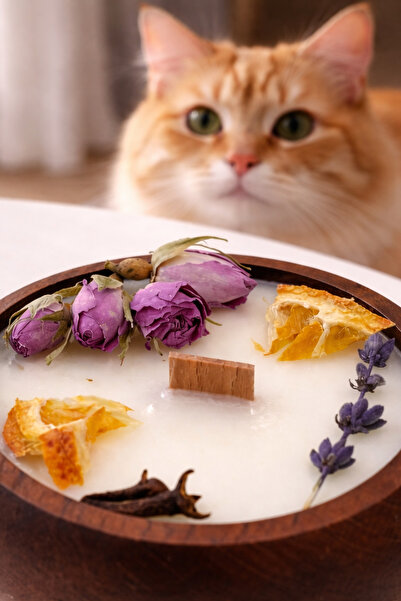 ORANGE CONCEPT Aromaterapi Vanilya Kokulu Mum –%100 Soya Mumu- Portakal, Lava...