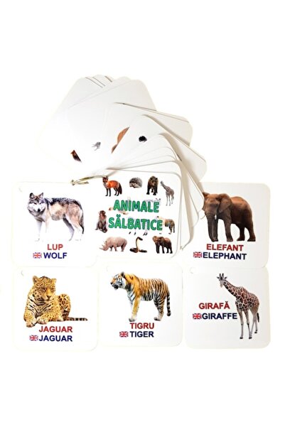 OEM Set of 24 Flashcards on Wild Animals