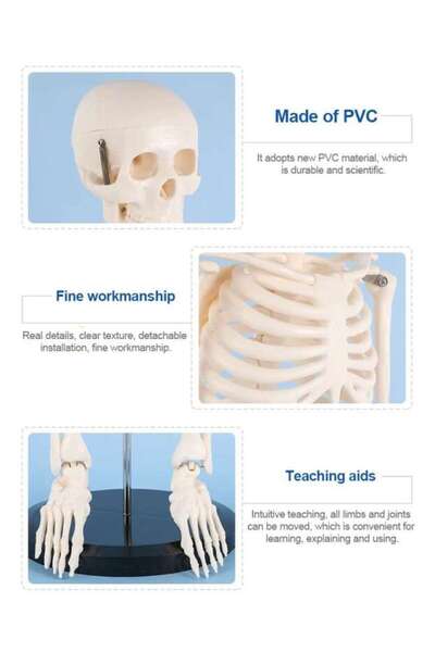 TeTea Анатомична отливка Глава, човешки скелет 180 см
