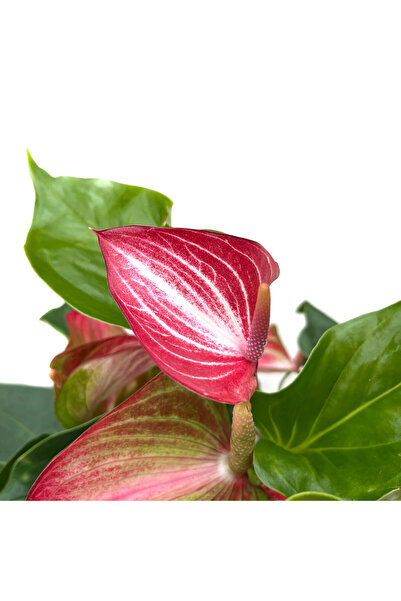 Betonish Anthurium Livium (Flamingo Çiçeği)