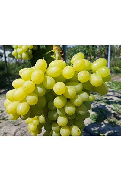 Ecotera Grapevine - 'Prezentabil' (table grape variety)