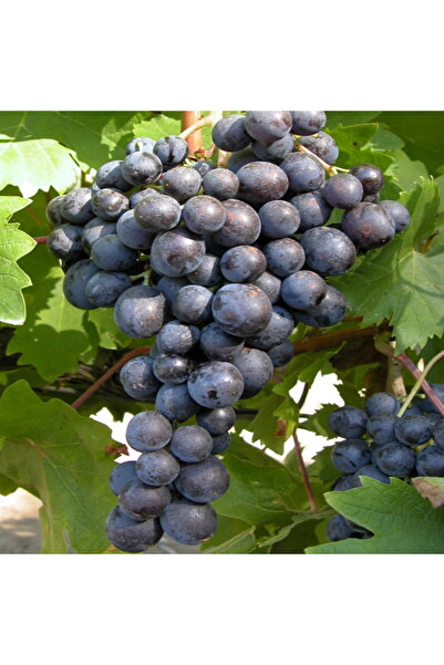 Ecotera Grapevine – Red Grapes 'Moldova'