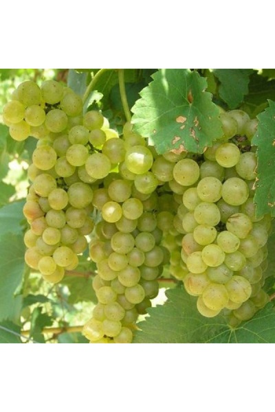 Ecotera Grapevine Royal Girl