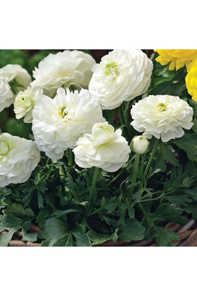 megcito Şakayık Düğün Çiçeği Beyaz Renk - Saksılık 10 Tohum