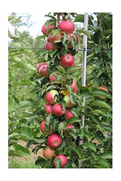Ecotera Dwarf Columnar – Apple Variety