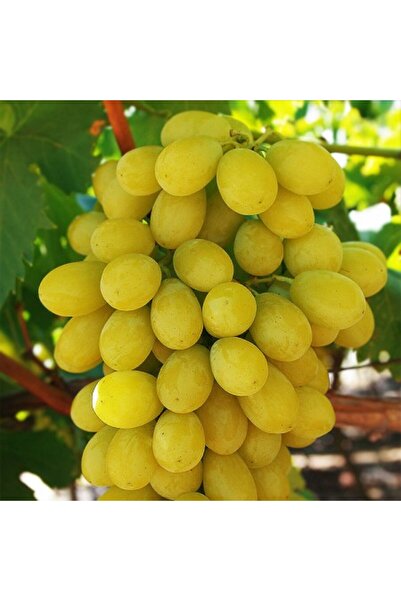 Ecotera Victoria grapevine