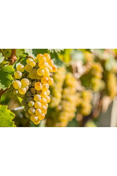 Ecotera Grape vine - Italian Riesling