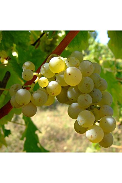 Ecotera Grape vine Sauvignon Blanc