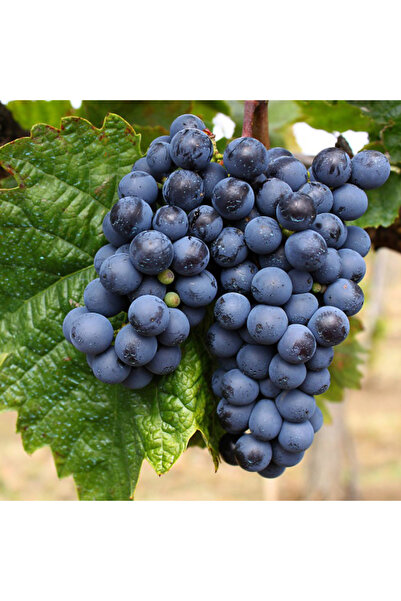 Ecotera Burgund Mare Grapevine