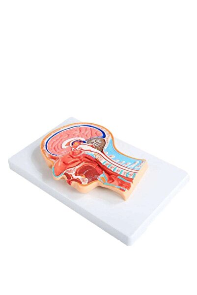 TeTea Mulaj de anatomie Tetea, sectiune mediana a capului