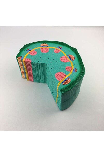 TeTea Mulaj de anatomie, sectiune transversala+radiala,tulpina dicotiledonata...