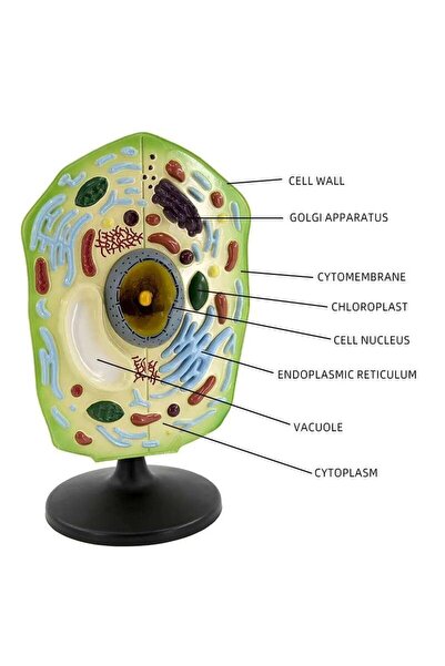 TeTea Mulaj de anatomie Tetea, celula vegetala