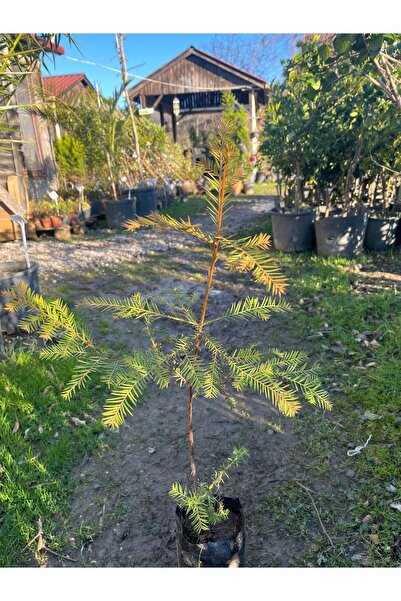 Botanik Market Dev Sekoya Ağacı Fidanı 80-100 cm