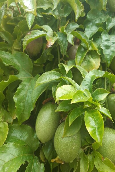 bahcemdenonline PASSİFLORA ÇARKIFELEK MEYVESİ 500 GR