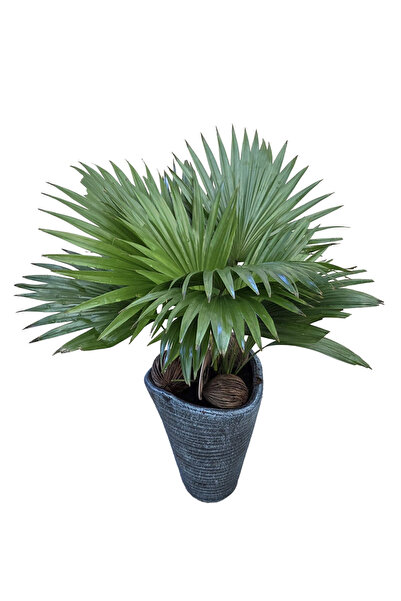 NADİR KAKTÜS Livistona (Kokos) Palmiyesi Seramik Dekoratif Saksılı | 50 cm Bo...