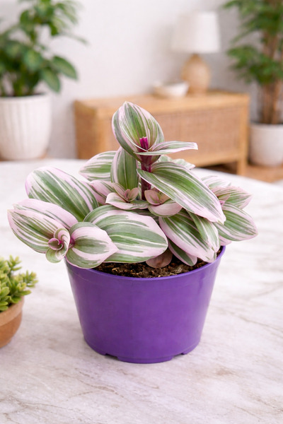 SUKULENTİSTANBUL Tradescantia Nanouk - Pembe Telgraf çiçeği 7cm- 7,5cm saksıda
