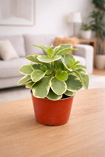 SUKULENTİSTANBUL Peperomia Obtusifolia Variegata – Alacalı Peperomia 10cm üre...