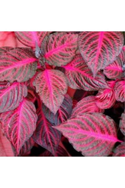 Mimoza Alev Kırmızı Çingene Şalvarı 10-25 Cm 3 Adet