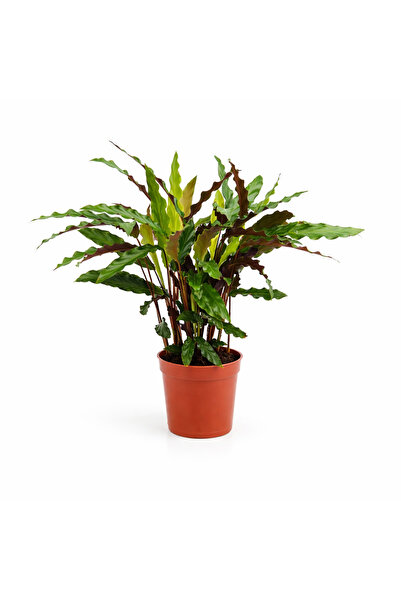 gardenkoala Kalatya Rufibarba – Calathea rufibarba – 12 cm Saksı