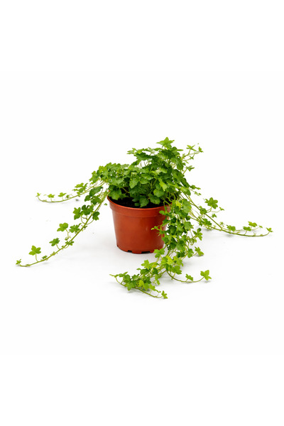 gardenkoala İngiliz Sarmaşığı – Hedera helix – 12 cm Saksı