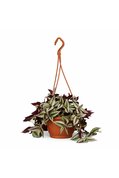 gardenkoala Zebrina Telgraf Çiçeği – Tradescantia zebrina – 15 cm Askılı Saksı