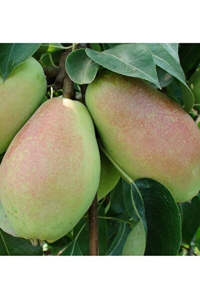 AFYONDOĞAPEYZAJ YÜKSEK VERİMLİ 2 YAŞ AŞILI SERTİFİKALI SANTAMARİA ARMUT FİDAN...