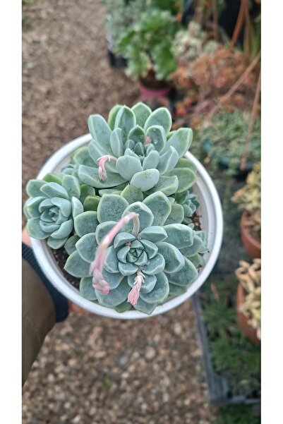 PLANTİS BOTANİK Echeveria Elegans 12cm saksılı sukulent