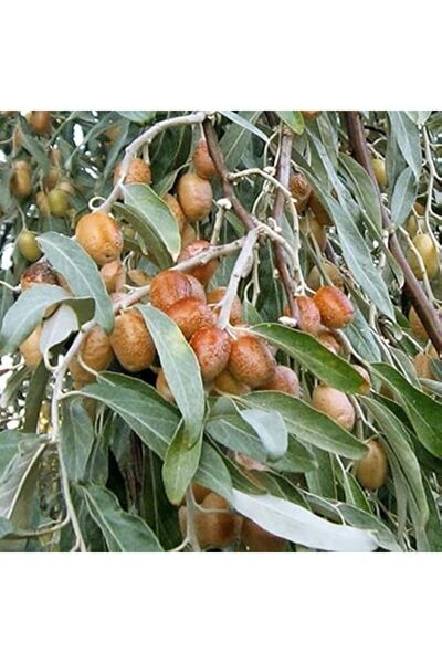 AFYONDOĞAPEYZAJ 2 YAŞ KOKULU SULTANİ İRİ MEYVELİ İĞDE FİDANI AÇIK KÖK