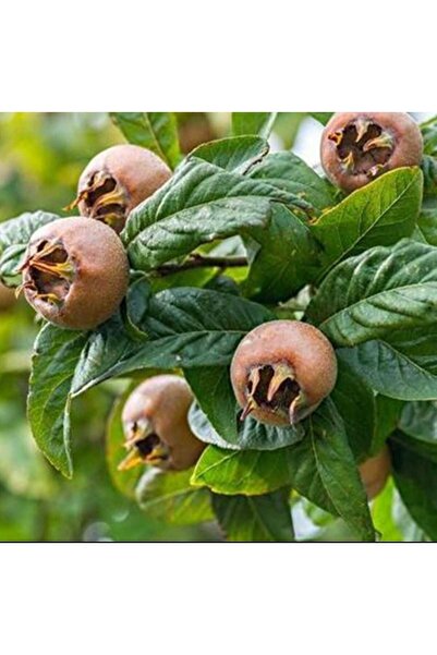 AFYONDOĞAPEYZAJ 2 YAŞ AŞILI SERTİFİKALI İSTANBUL CİNSİ İRİ MEYVELİ MUŞMULA Fİ...