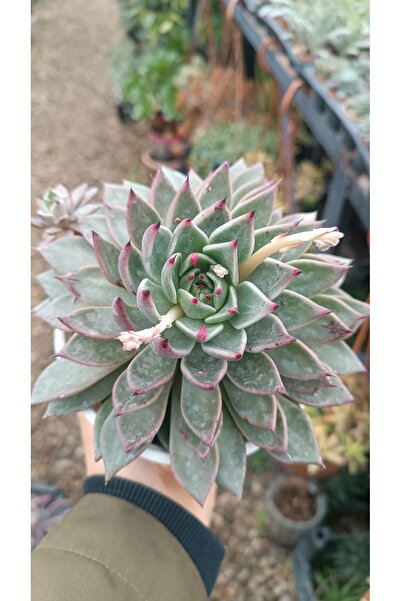 PLANTİS BOTANİK Echeveria Agavoides 12cm saksılı sukulent