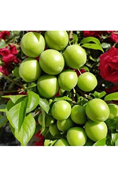 AFYONDOĞAPEYZAJ 2 YAŞ AŞILI SERTİFİKALI PAPAZ YEŞİL İRİ TATLI ERİK FİDANI AÇI...