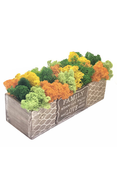 Eventissimi Aranjament floral, 11 cm, licheni stabilizați, vas ceramic, multi...