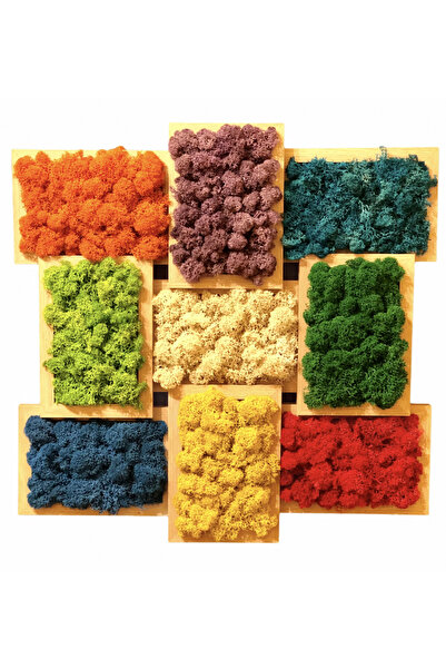 Eventissimi Aranjament floral cu licheni in rama, Eventissimi, Multicolor, 45...